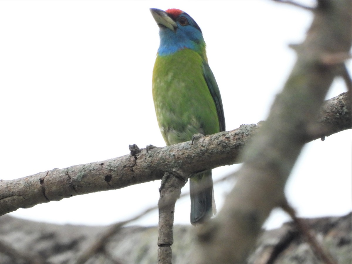 Blue-throated Barbet - ML618668023