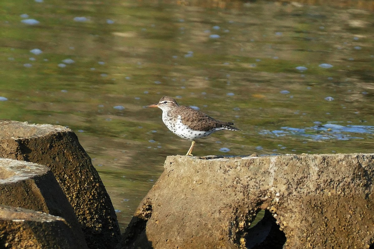 Spotted Sandpiper - ML618668035