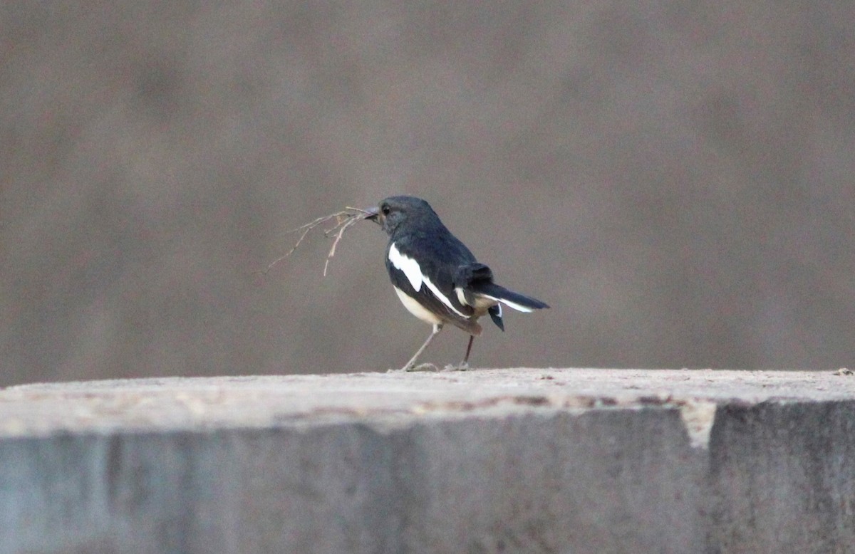 Oriental Magpie-Robin - Deepak Meena