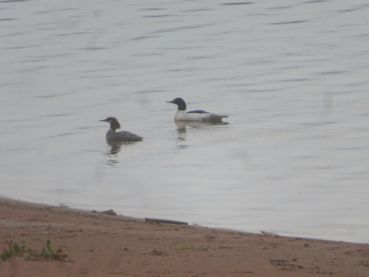 Common Merganser - ML618668089