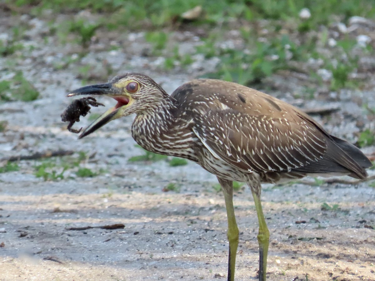 Yellow-crowned Night Heron - ML618668102