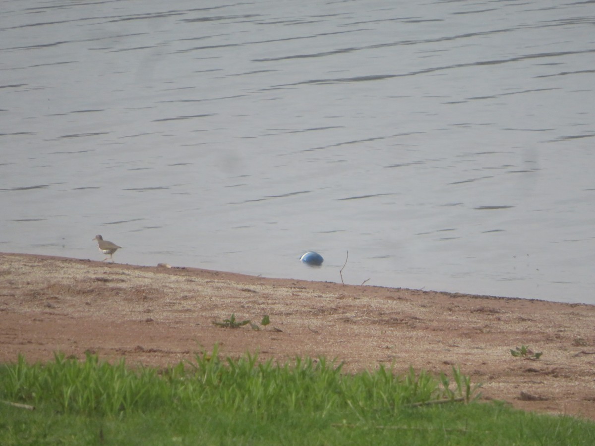 Spotted Sandpiper - ML618668107