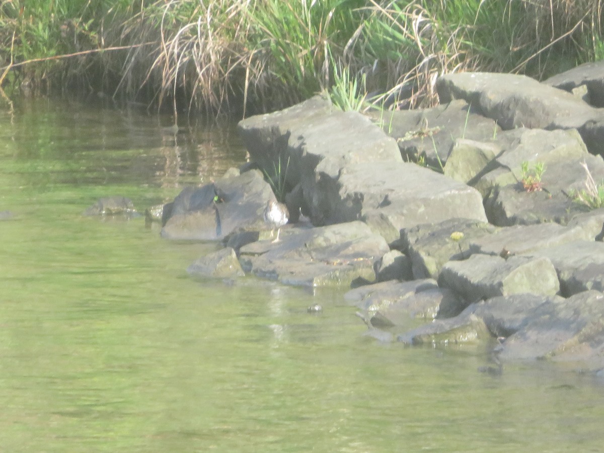 Spotted Sandpiper - ML618668110