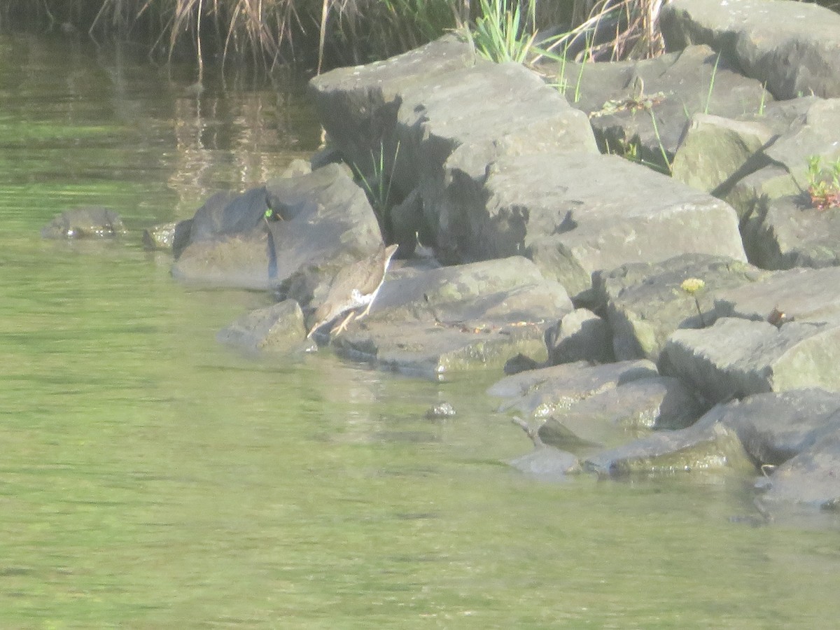 Spotted Sandpiper - William Kuk