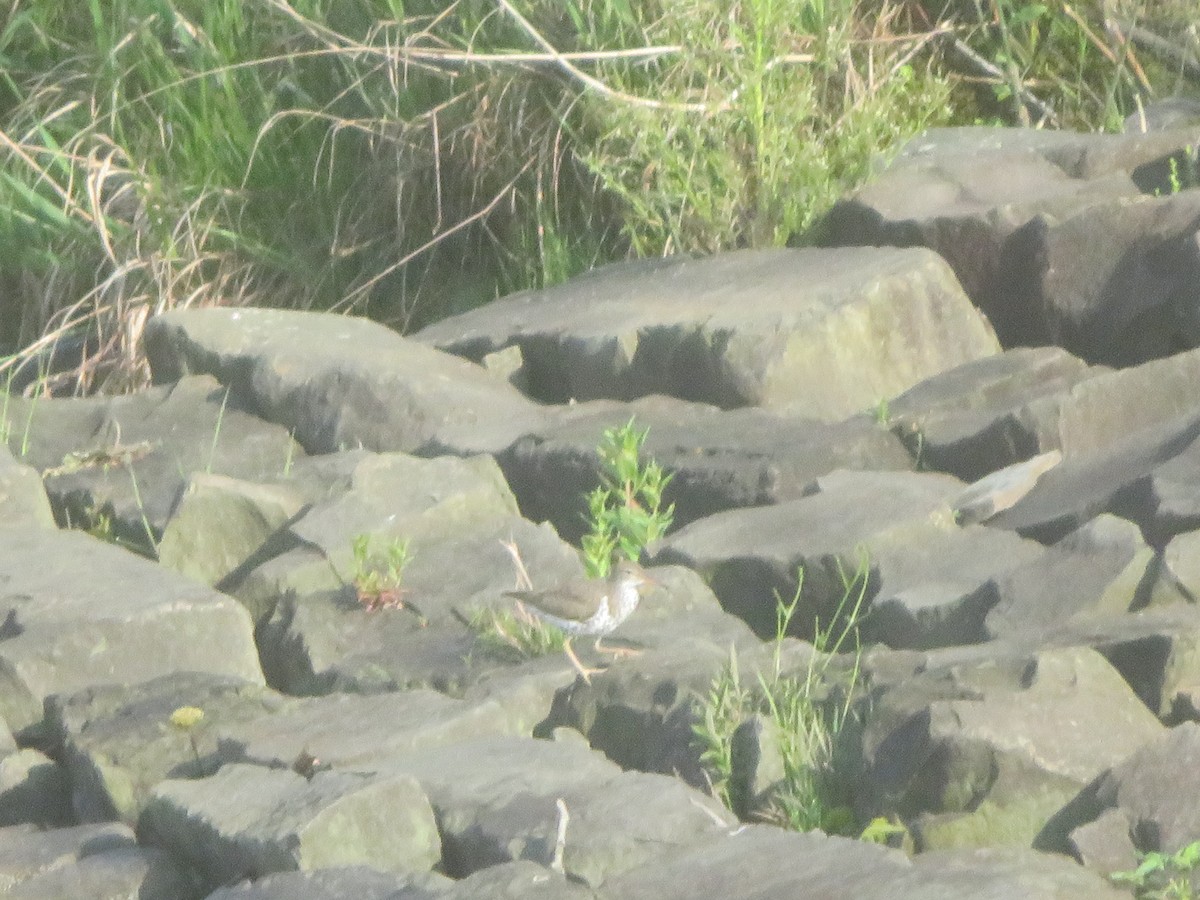 Spotted Sandpiper - ML618668112