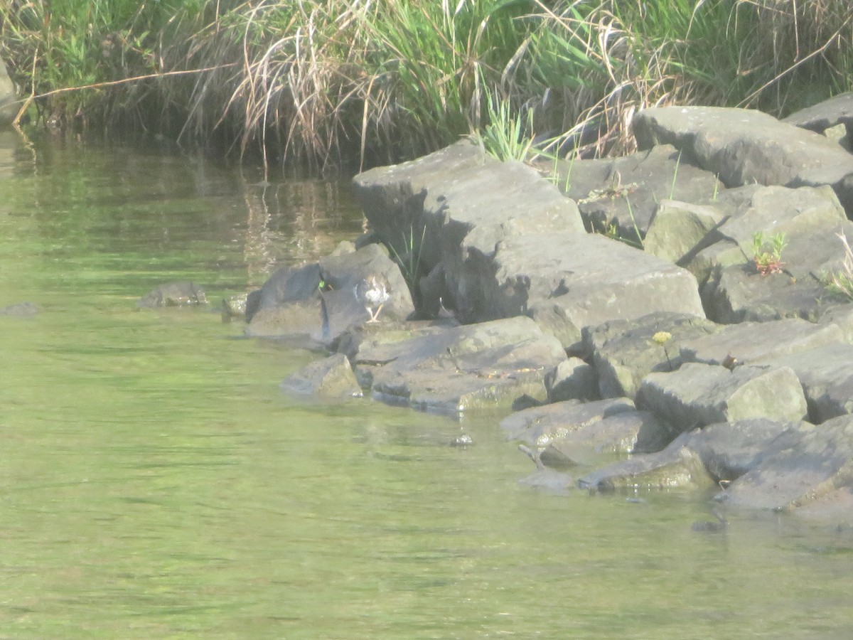 Spotted Sandpiper - ML618668113