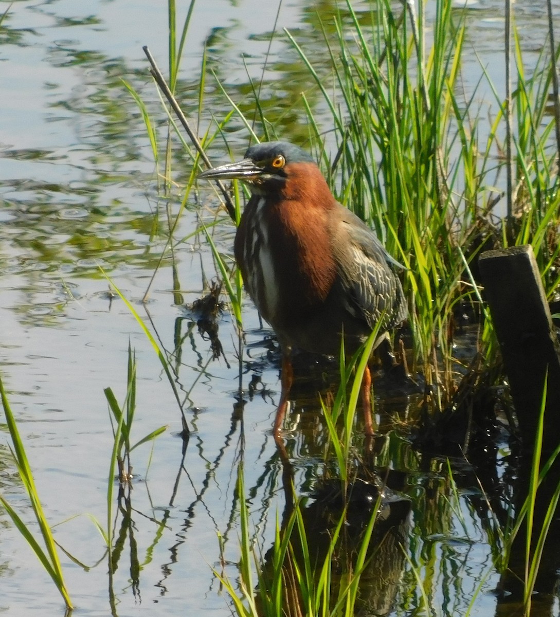 Green Heron - ML618668144