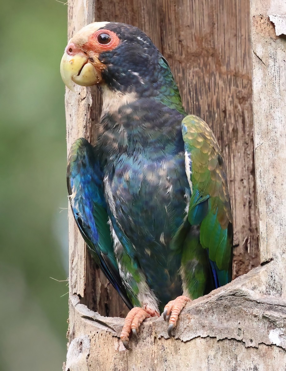 White-crowned Parrot - Sally Veach