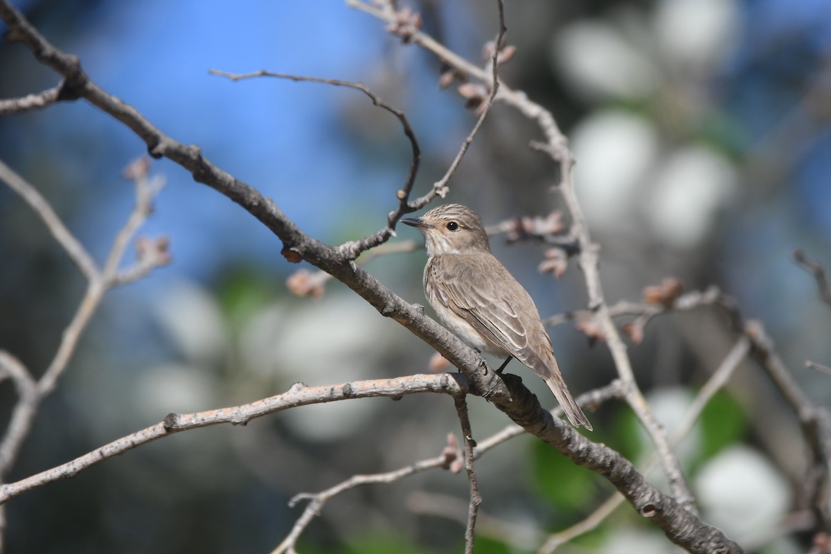 Spotted Flycatcher - ML618668158