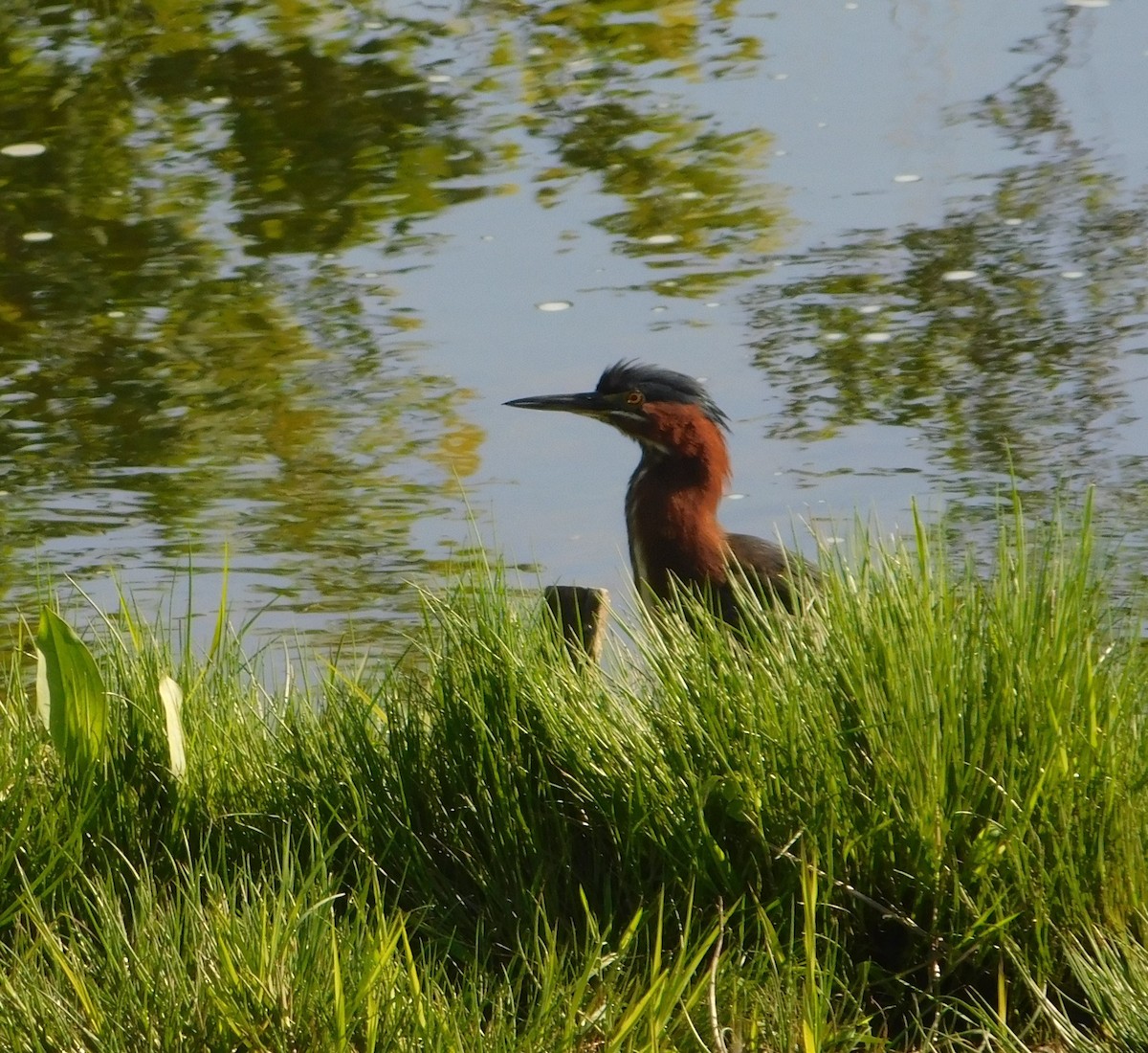 Green Heron - Laurie White
