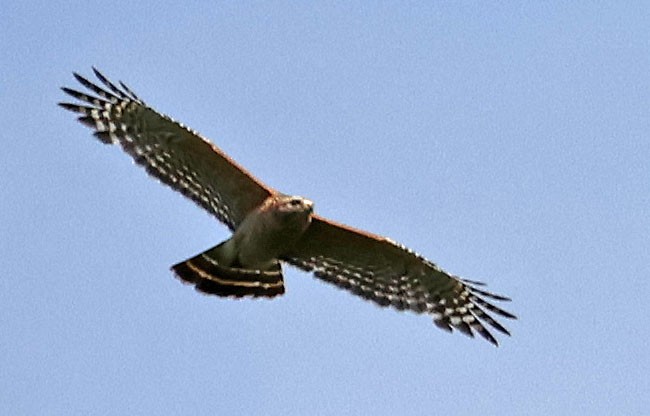 Red-shouldered Hawk - ML618668170