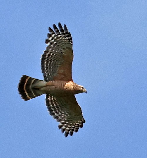 Red-shouldered Hawk - ML618668171