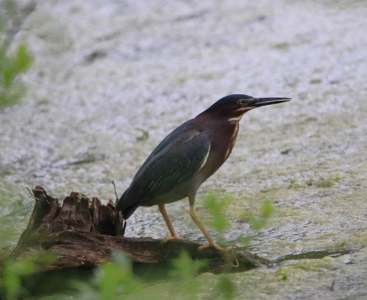 Green Heron - James Murowchick