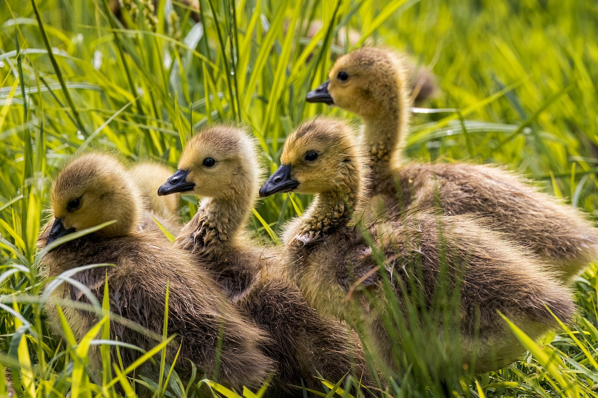 Canada Goose - ML618668193