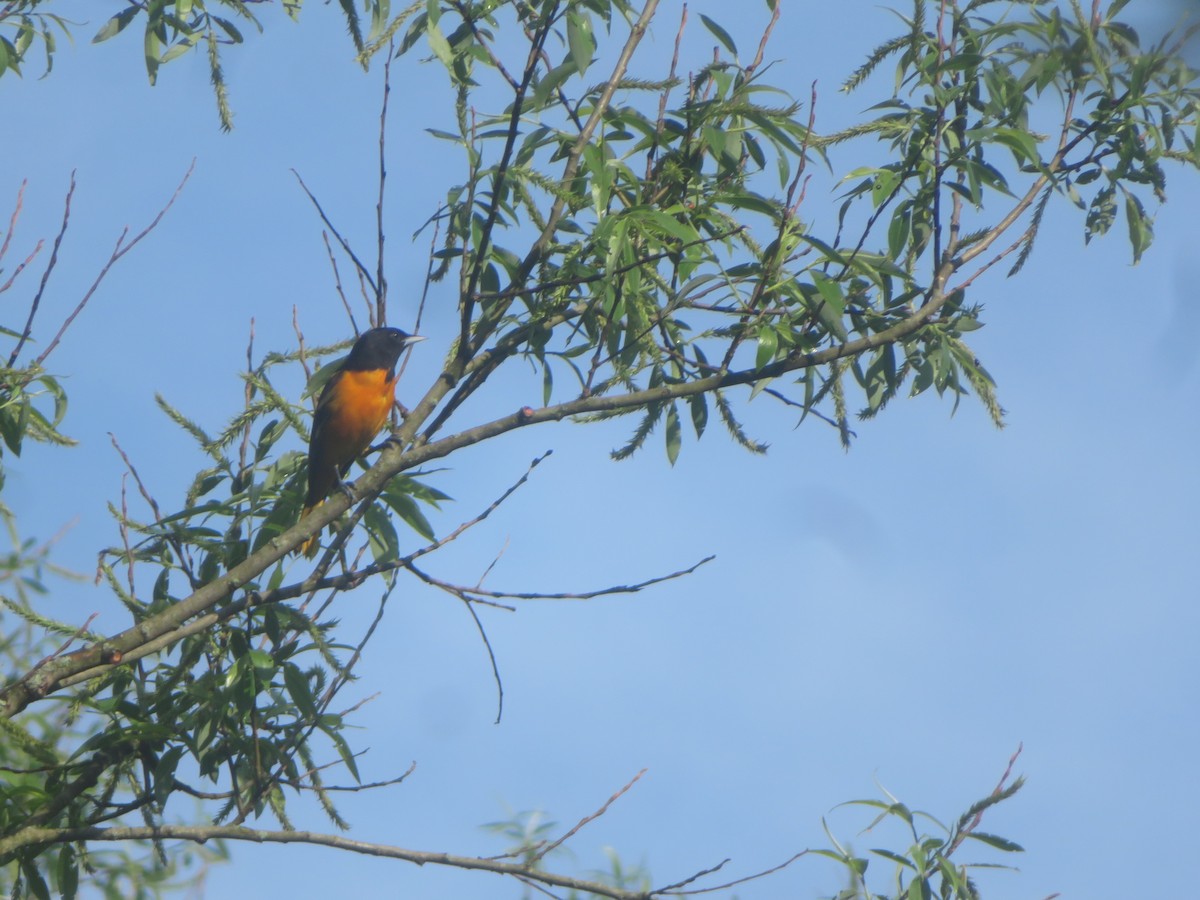 Oriole de Baltimore - ML618668218