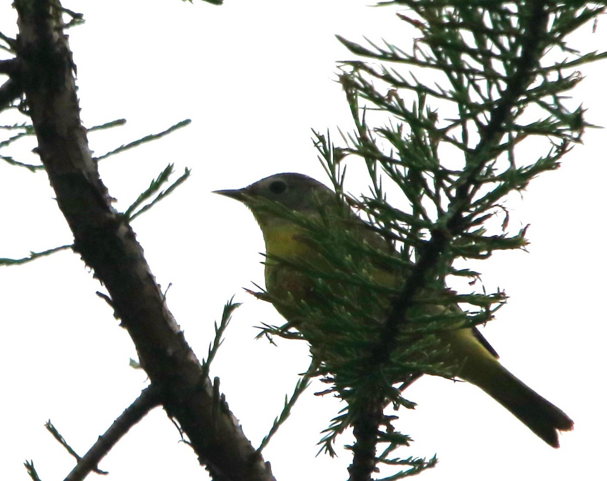 Nashville Warbler - James Murowchick