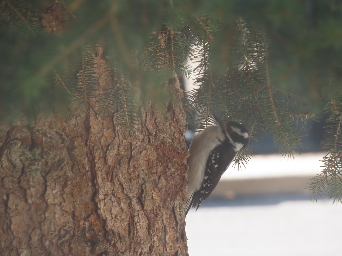 Hairy Woodpecker - ML618668229