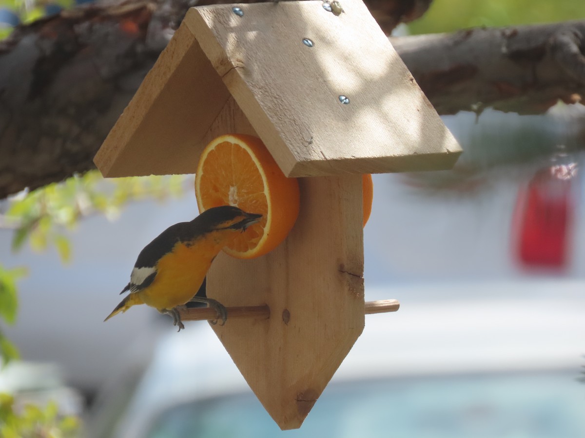 Bullock's Oriole - ML618668240