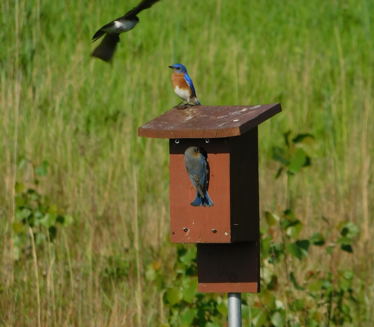 Eastern Bluebird - ML618668278