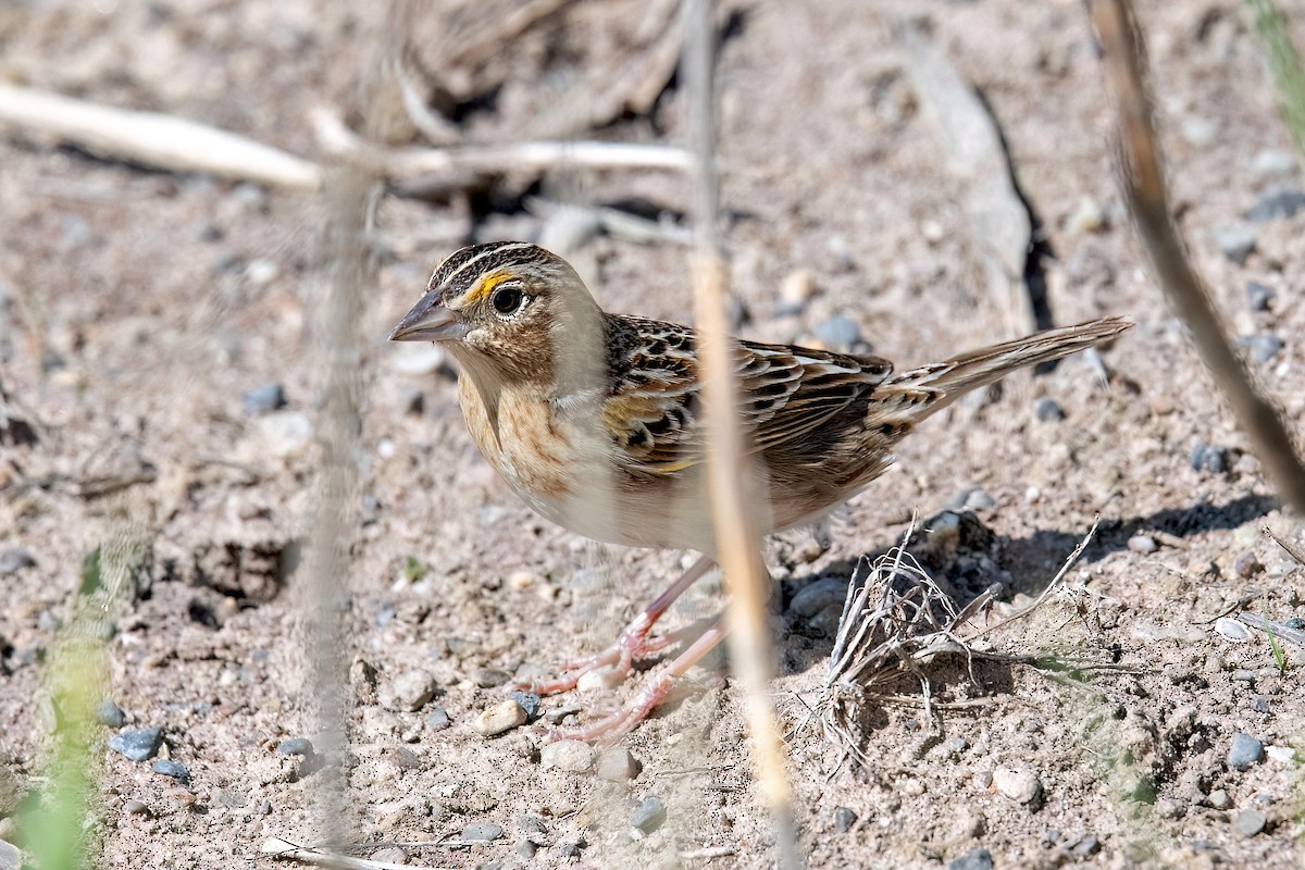 Grasshopper Sparrow - Sue Barth