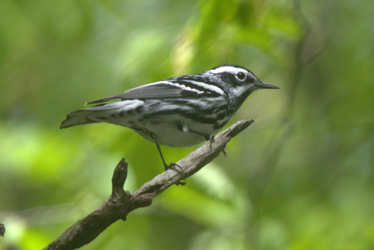 Black-and-white Warbler - ML618668302