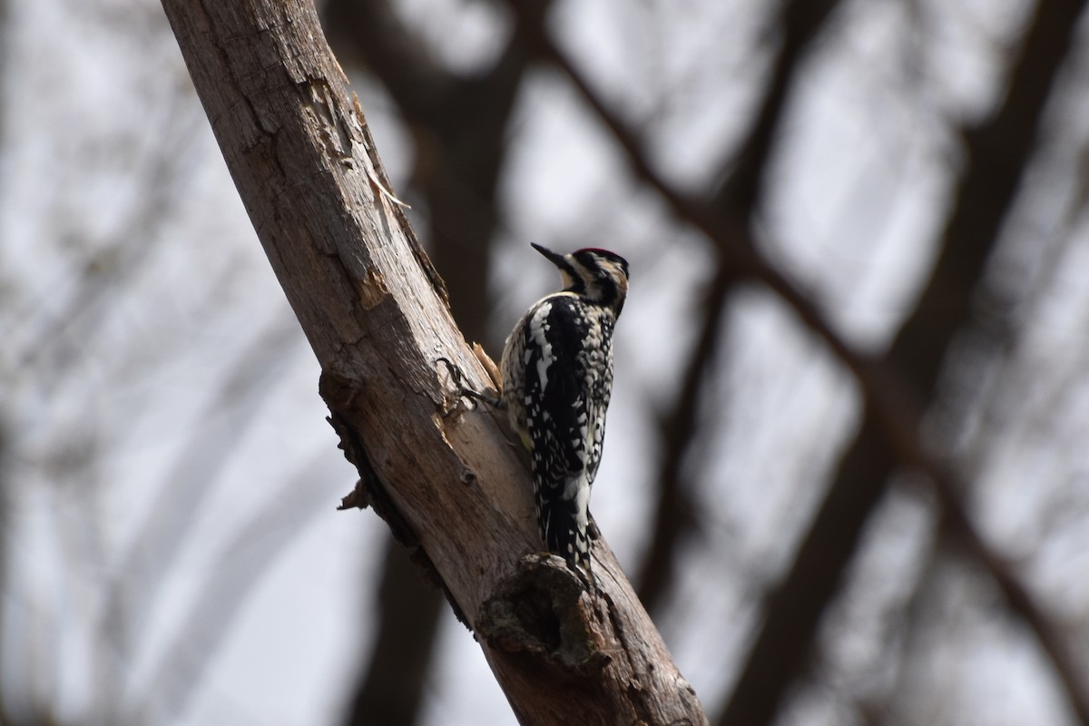 Yellow-bellied Sapsucker - ML618668307