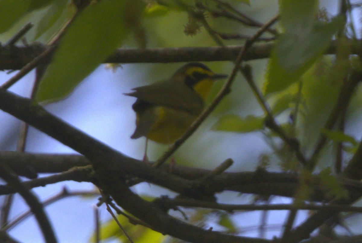 Kentucky Warbler - ML618668314