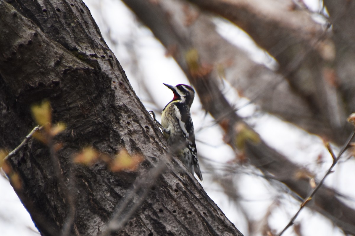 Yellow-bellied Sapsucker - ML618668356