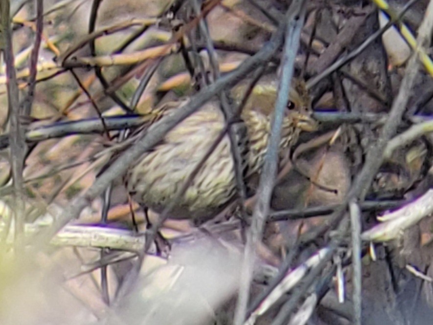 Purple Finch (Western) - Paul Hurtado