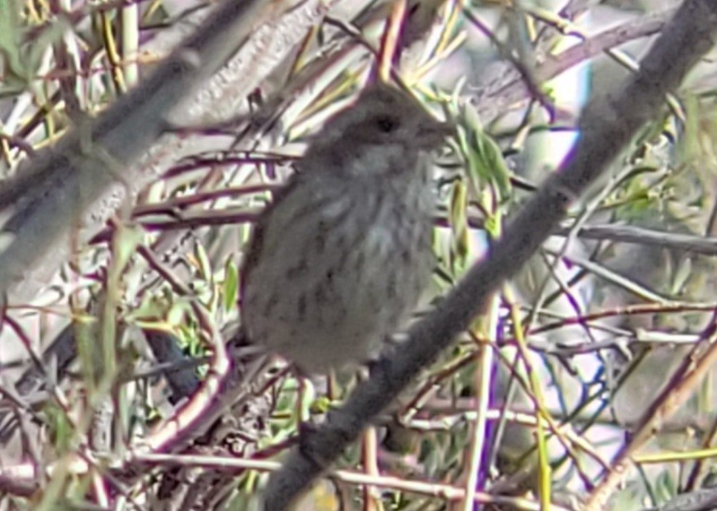 Purple Finch (Western) - Paul Hurtado