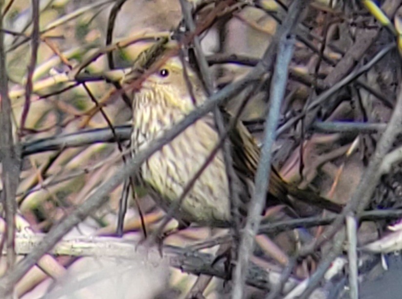 Purple Finch (Western) - Paul Hurtado