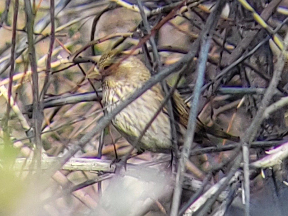 Purple Finch (Western) - Paul Hurtado