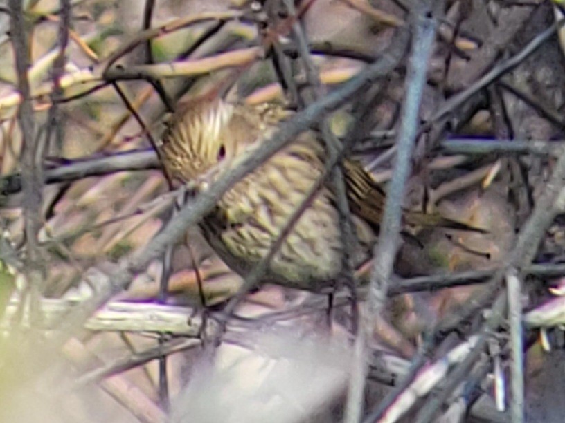 Purple Finch (Western) - Paul Hurtado