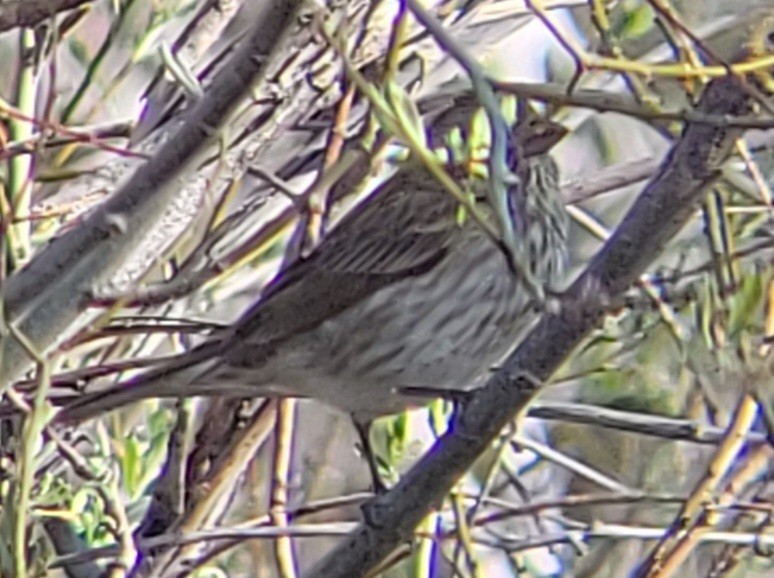 Purple Finch (Western) - Paul Hurtado