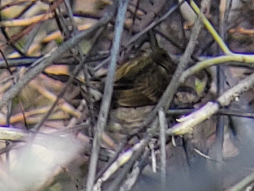 Purple Finch (Western) - Paul Hurtado