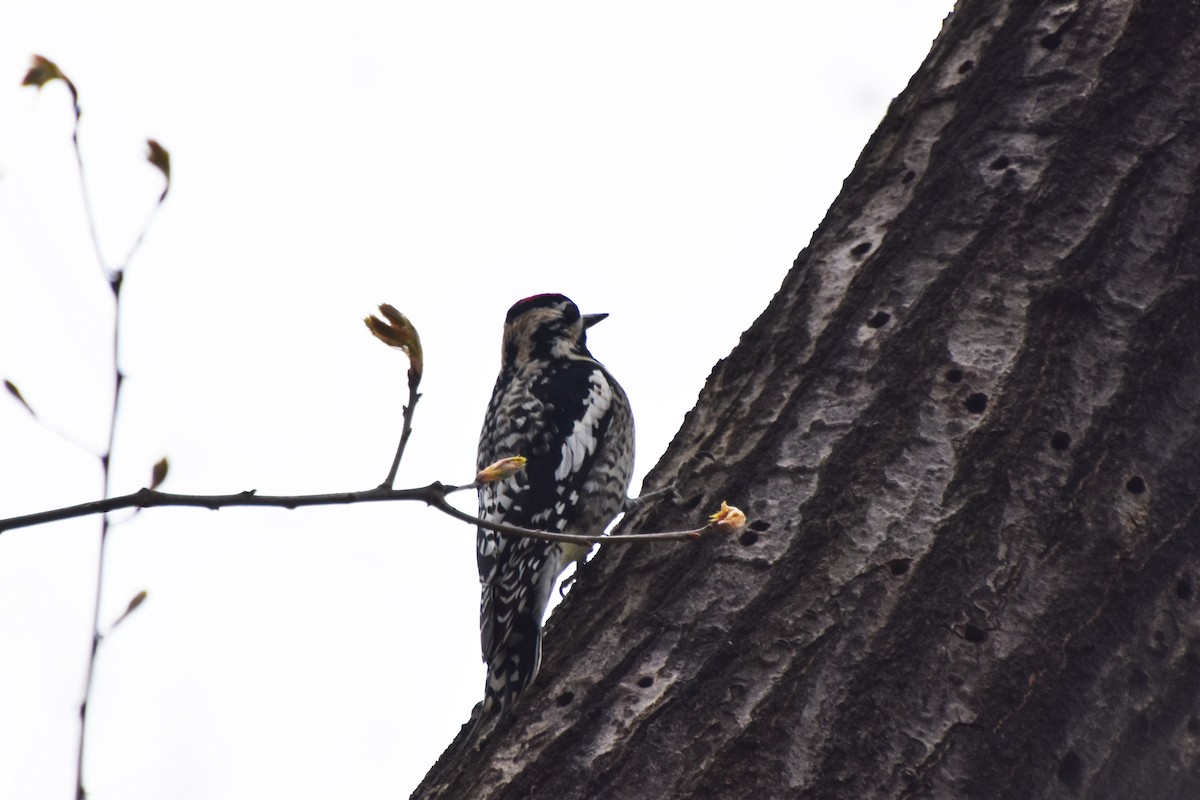 Yellow-bellied Sapsucker - ML618668417