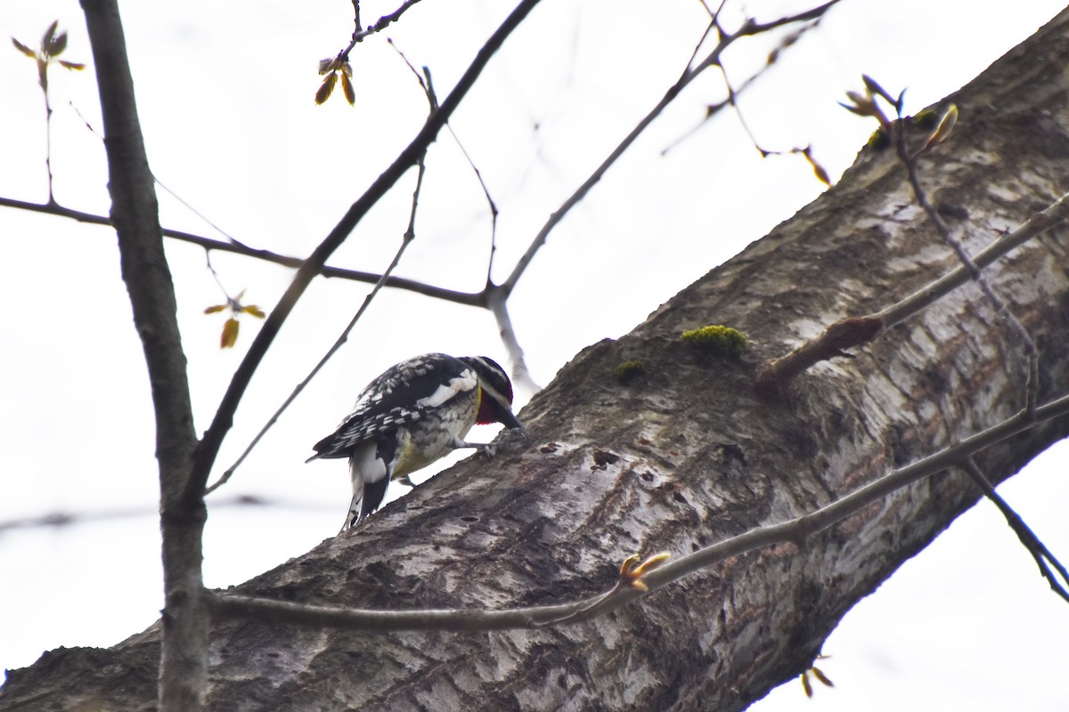 Yellow-bellied Sapsucker - ML618668421