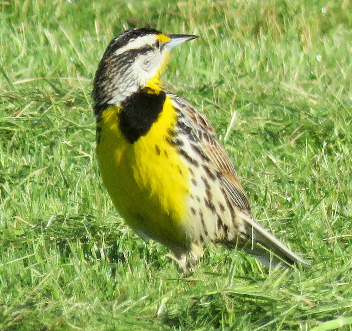 Eastern Meadowlark - ML618668452