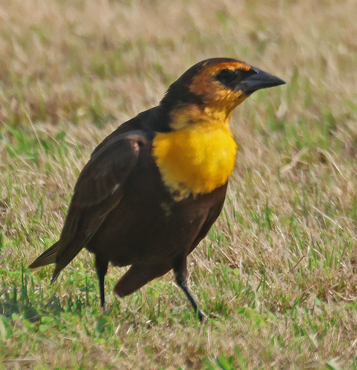 Yellow-headed Blackbird - Linda Mack