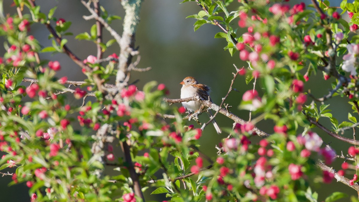 Field Sparrow - Brian Rusnica