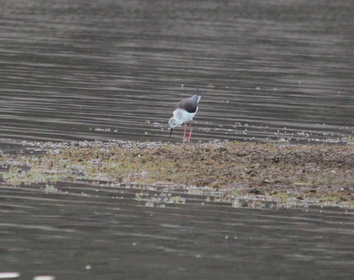 Black-winged Stilt - Deepak Meena