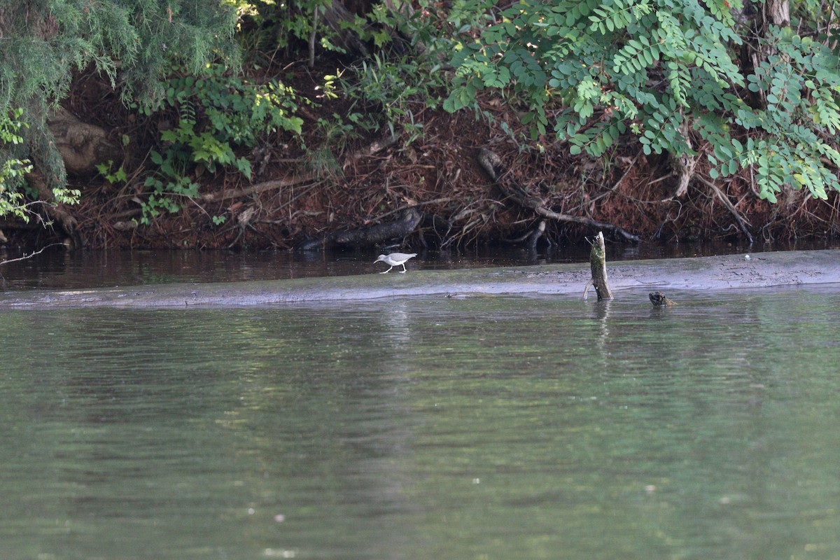 Spotted Sandpiper - ML618668518