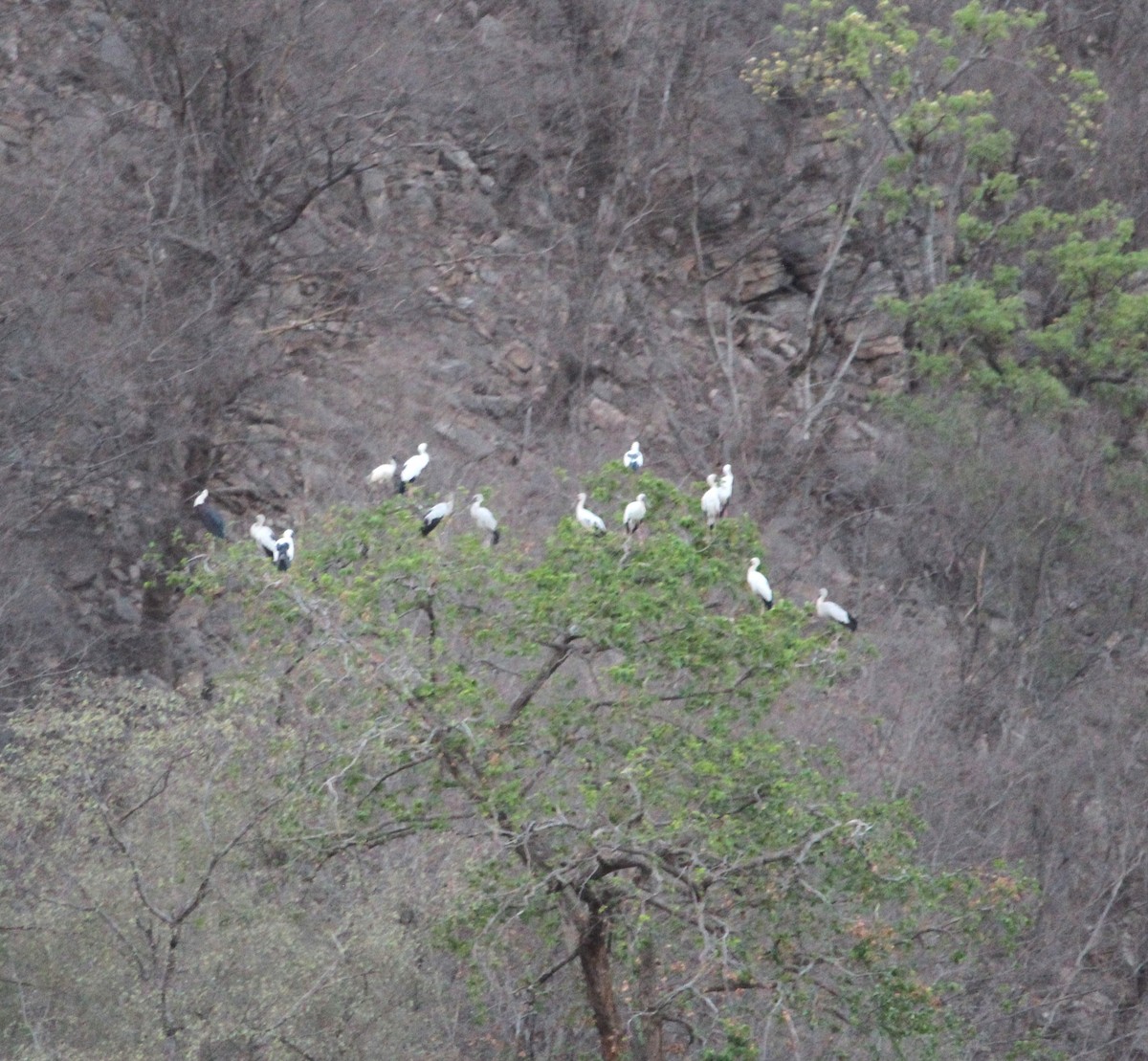 Asian Openbill - Deepak Meena