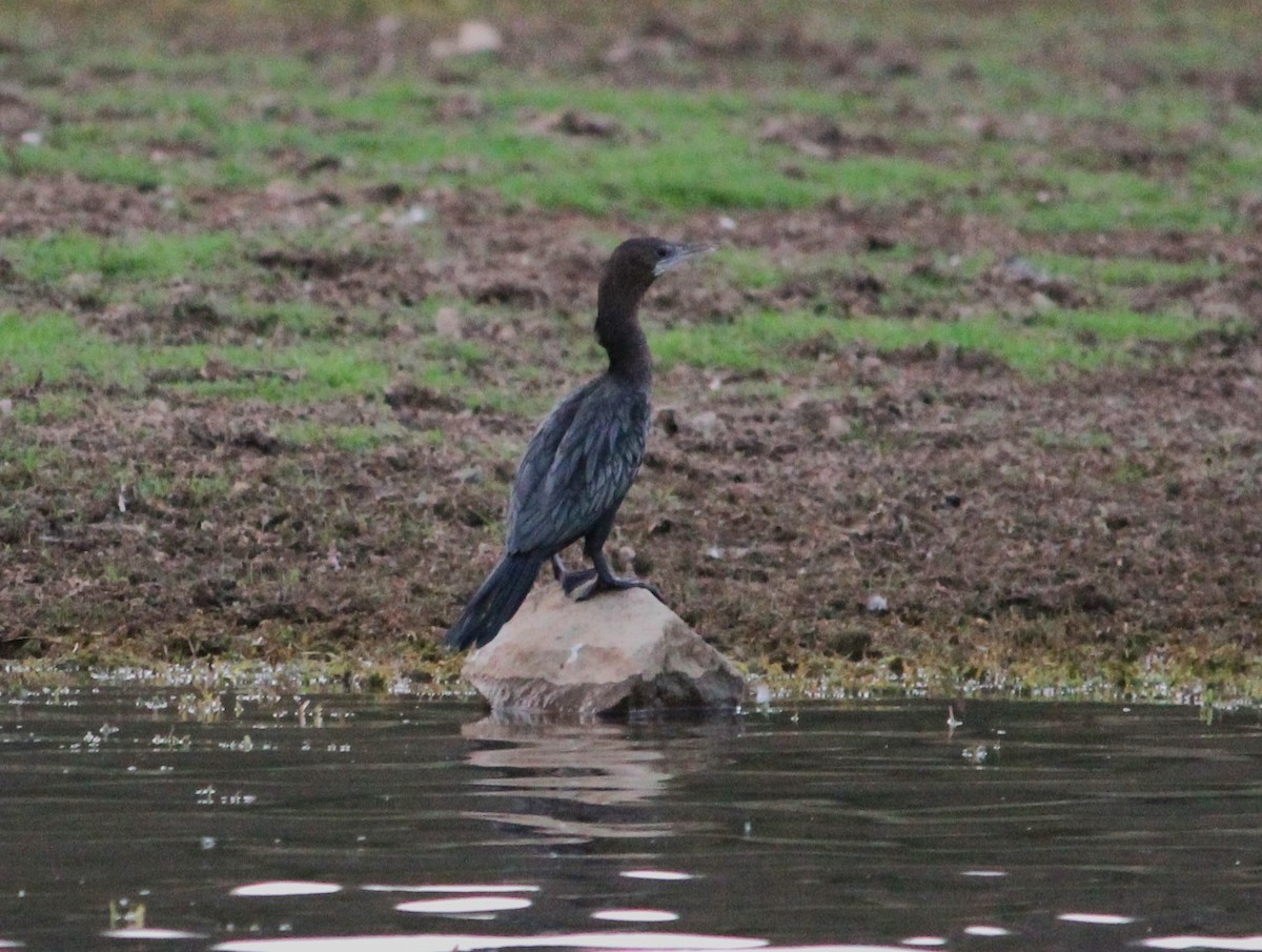 Indian Cormorant - Deepak Meena