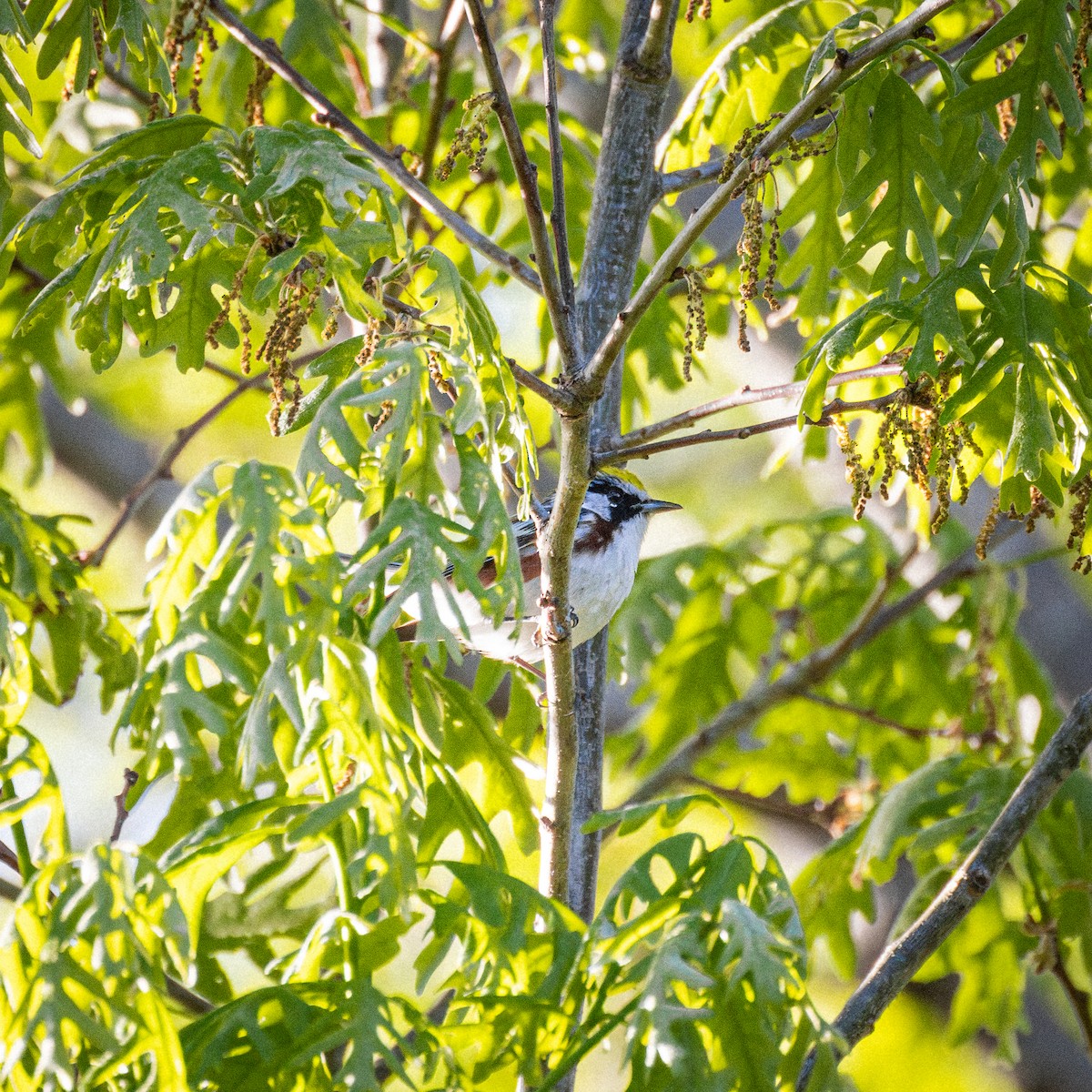 Chestnut-sided Warbler - ML618668551