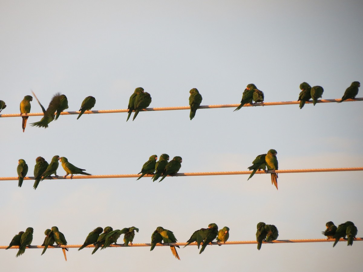 Conure verte - ML618668556