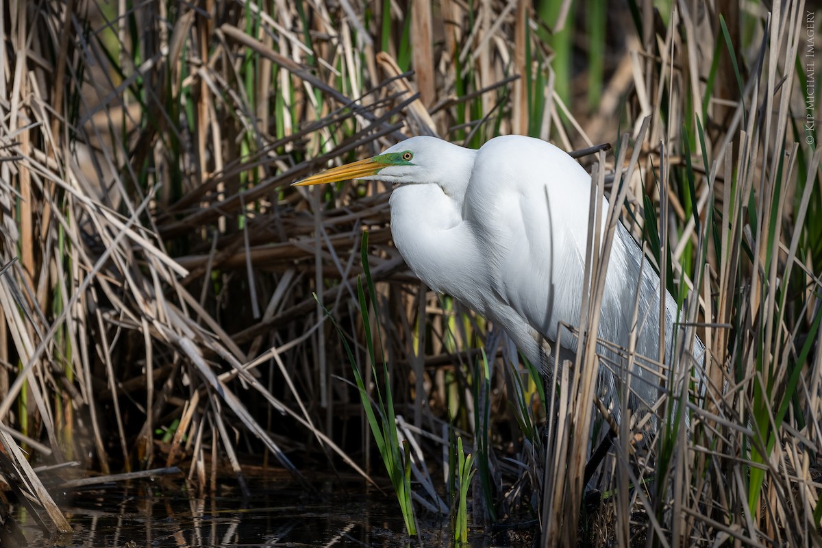 Great Egret - Kip Cotter