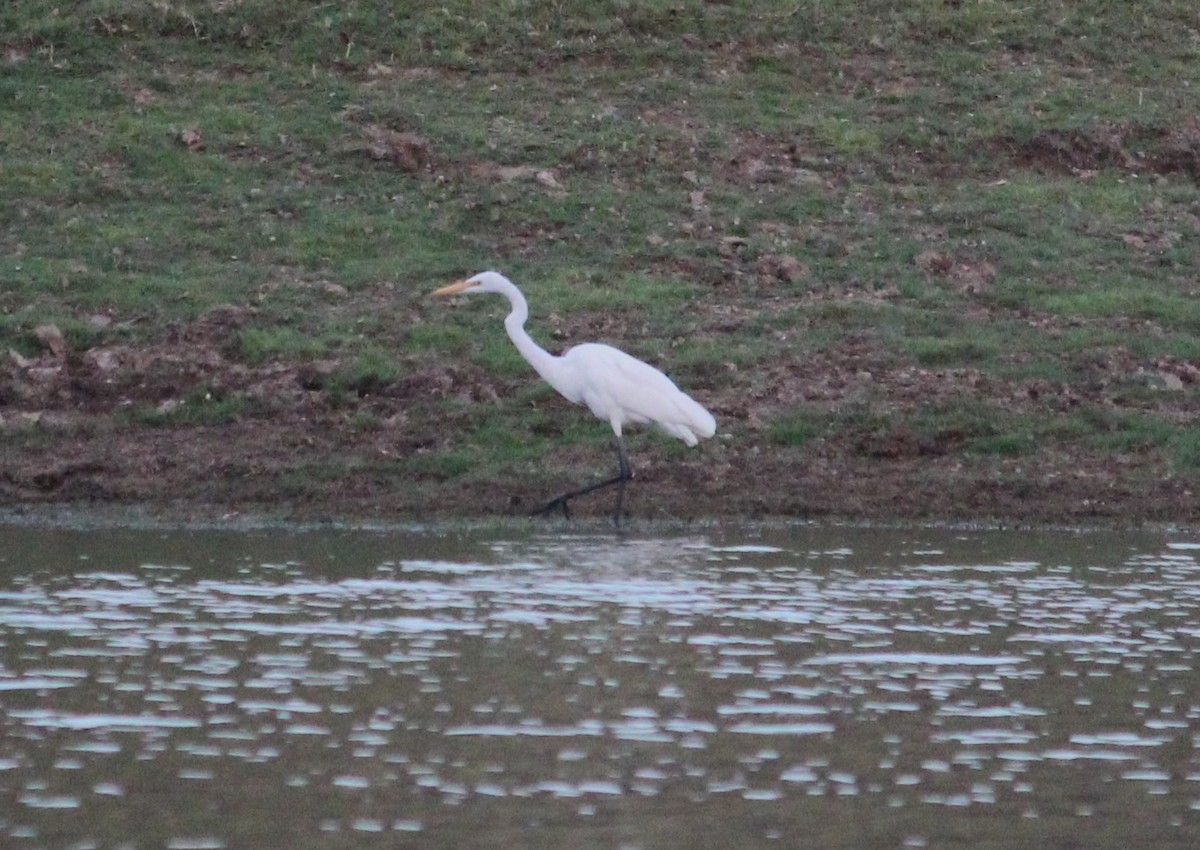 Great Egret - Deepak Meena