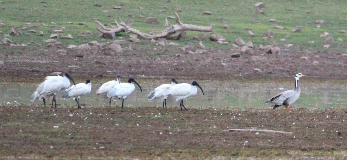 Black-headed Ibis - Deepak Meena