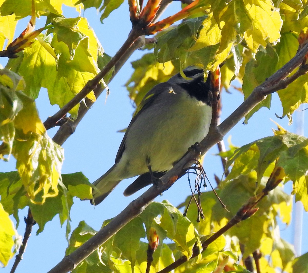 Golden-winged Warbler - Theresa Dobko